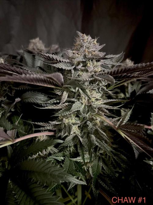 Flavor & Power: A Controlled Grow. Week 11