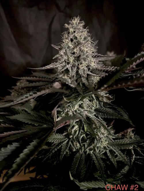 Flavor & Power: A Controlled Grow. Week 11