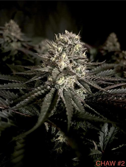 Flavor & Power: A Controlled Grow. Week 11