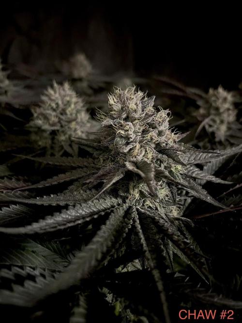 Flavor & Power: A Controlled Grow. Week 11