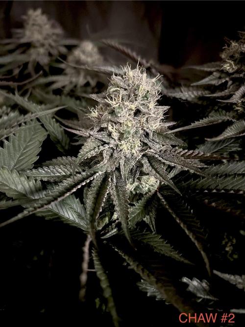 Flavor & Power: A Controlled Grow. Week 11