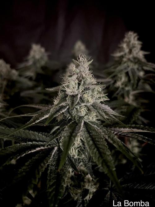 Flavor & Power: A Controlled Grow. Week 11