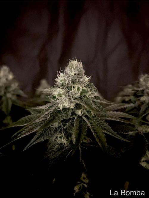 Flavor & Power: A Controlled Grow. Week 11