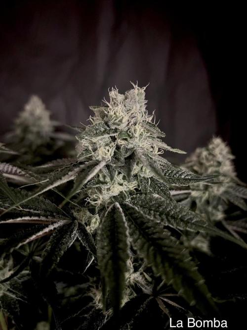 Flavor & Power: A Controlled Grow. Week 11