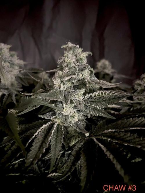 Flavor & Power: A Controlled Grow. Week 11