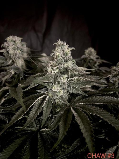 Flavor & Power: A Controlled Grow. Week 11