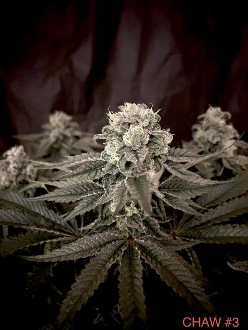 Flavor & Power: A Controlled Grow. Week 11