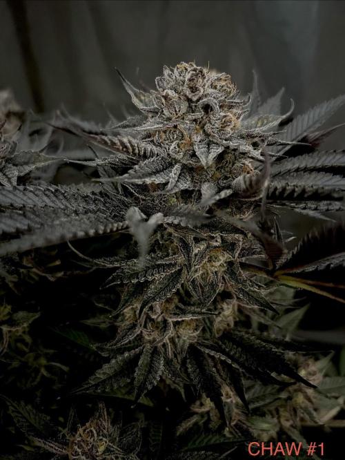 Flavor & Power: A Controlled Grow. Week 12