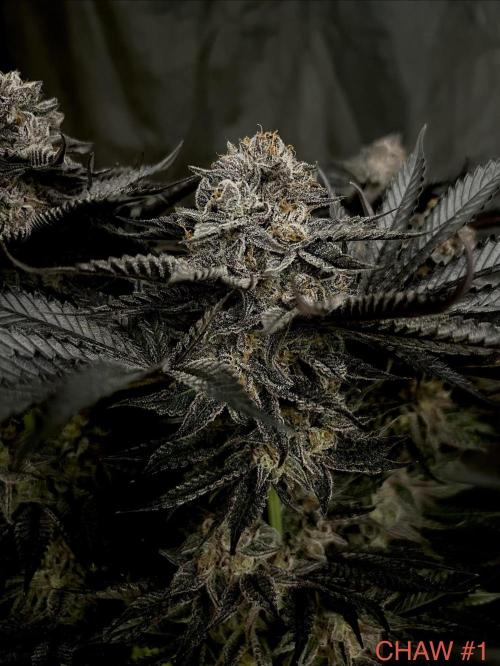 Flavor & Power: A Controlled Grow. Week 12