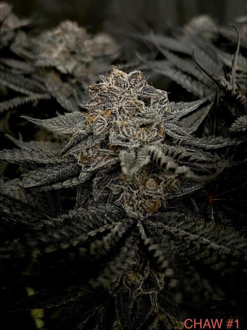 Flavor & Power: A Controlled Grow. Week 12