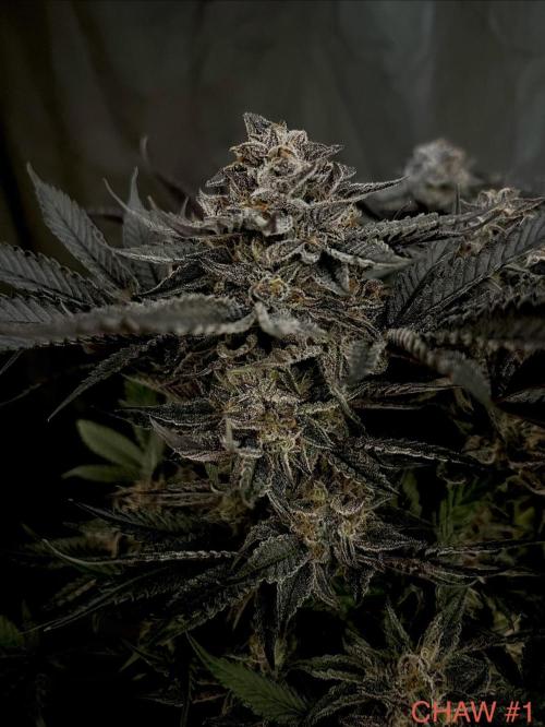 Flavor & Power: A Controlled Grow. Week 12