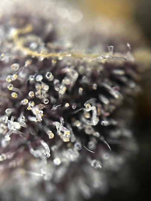 Flavor & Power: A Controlled Grow. Week 12