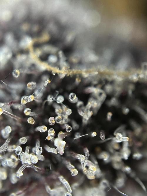 Flavor & Power: A Controlled Grow. Week 12