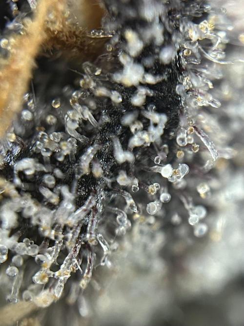 Flavor & Power: A Controlled Grow. Week 12