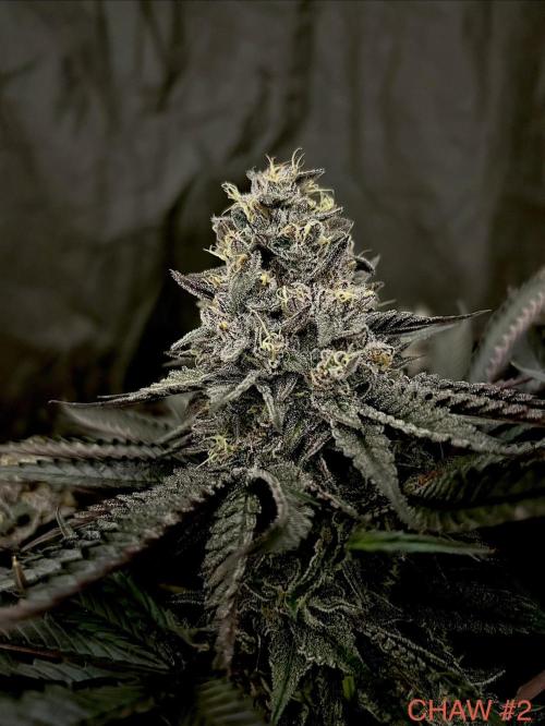 Flavor & Power: A Controlled Grow. Week 12