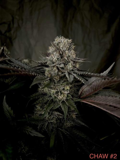 Flavor & Power: A Controlled Grow. Week 12