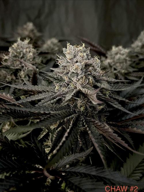 Flavor & Power: A Controlled Grow. Week 12