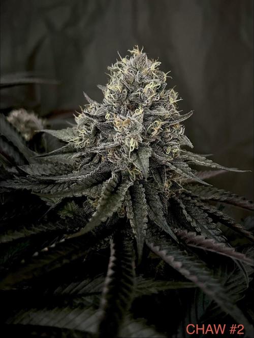 Flavor & Power: A Controlled Grow. Week 12