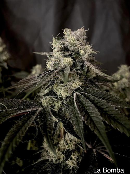 Flavor & Power: A Controlled Grow. Week 12