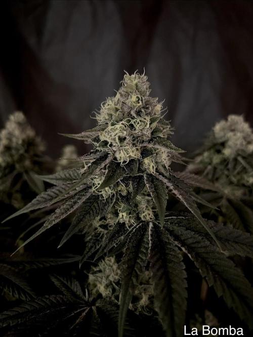 Flavor & Power: A Controlled Grow. Week 12