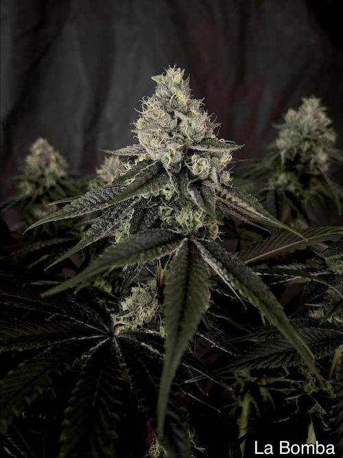 Flavor & Power: A Controlled Grow. Week 12