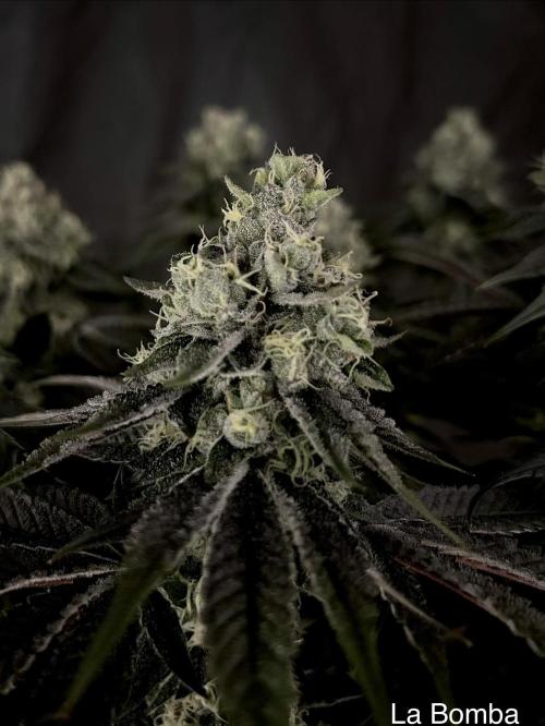 Flavor & Power: A Controlled Grow. Week 12