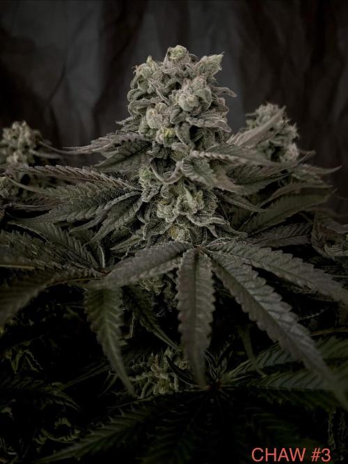 Flavor & Power: A Controlled Grow. Week 12