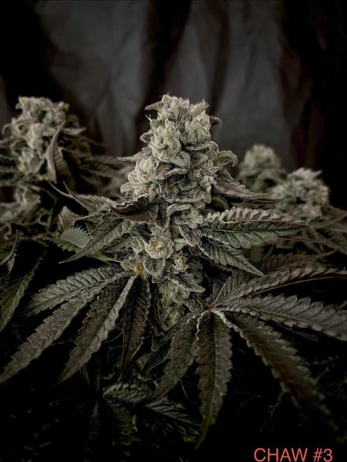 Flavor & Power: A Controlled Grow. Week 12