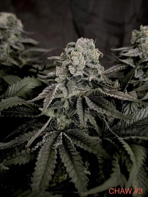 Flavor & Power: A Controlled Grow. Week 12