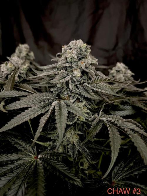 Flavor & Power: A Controlled Grow. Week 12