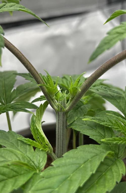 The Jet Puft Experiment. Week 4