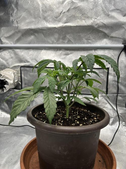 The Jet Puft Experiment. Week 4