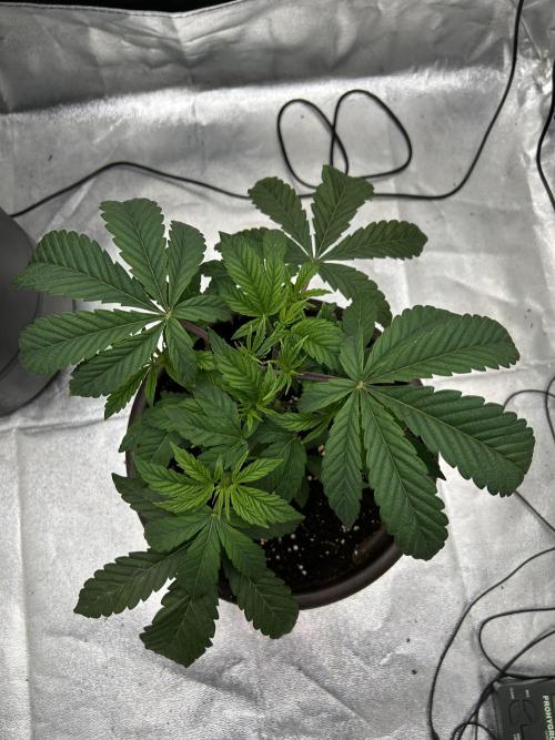 The Jet Puft Experiment. Week 4