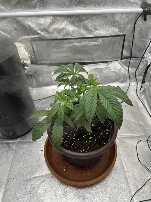 The Jet Puft Experiment. Week 4