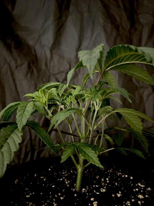 The Jet Puft Experiment. Week 4