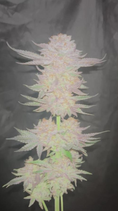 Flavor & Power: A Controlled Grow