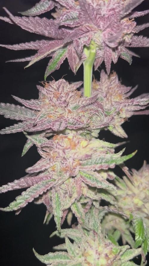 Flavor & Power: A Controlled Grow