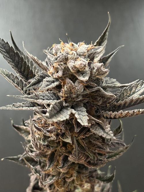 Flavor & Power: A Controlled Grow. Week 13