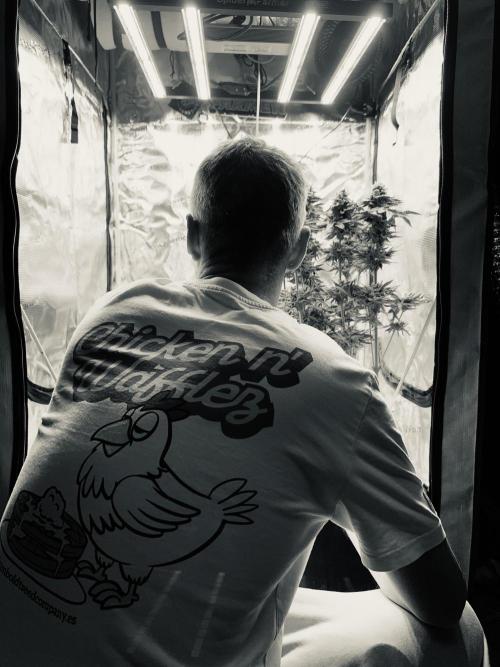 Flavor & Power: A Controlled Grow. Week 13