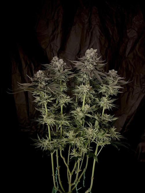 Flavor & Power: A Controlled Grow. Week 13