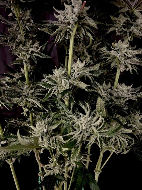 Flavor & Power: A Controlled Grow. Week 13