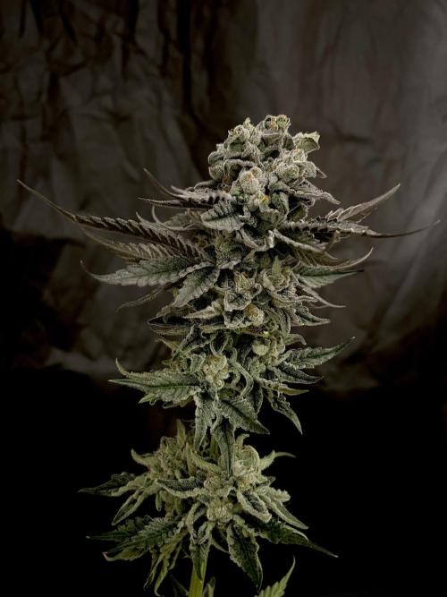 Flavor & Power: A Controlled Grow. Week 13