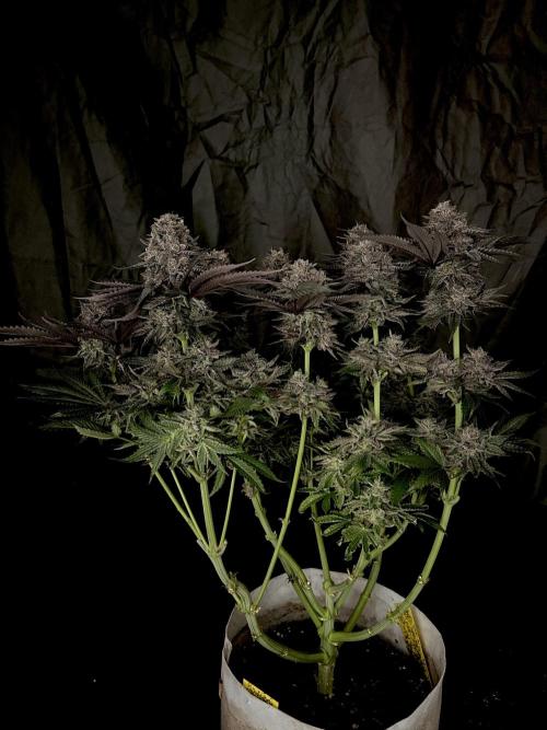 Flavor & Power: A Controlled Grow. Week 13