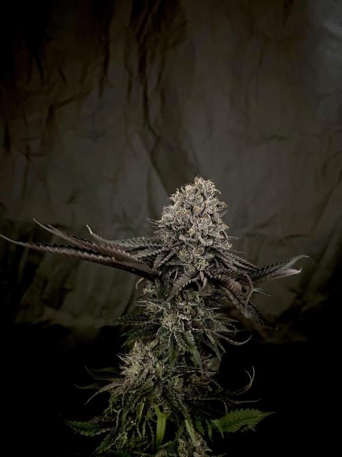 Flavor & Power: A Controlled Grow. Week 13