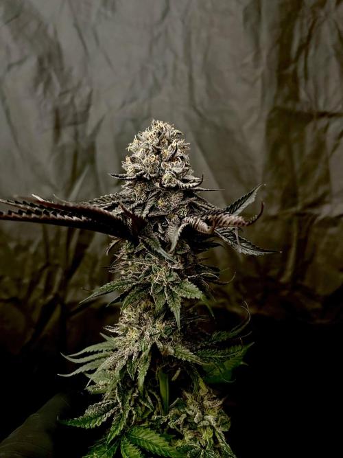 Flavor & Power: A Controlled Grow. Week 13