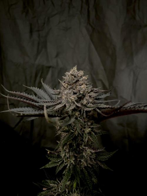 Flavor & Power: A Controlled Grow. Week 13