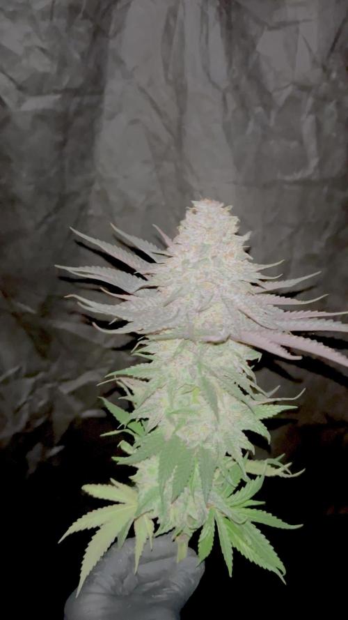 Flavor & Power: A Controlled Grow
