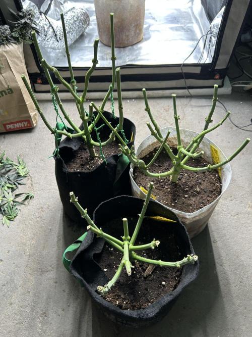 Flavor & Power: A Controlled Grow. Week 13