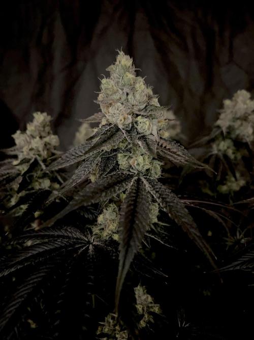 Flavor & Power: A Controlled Grow. Week 13