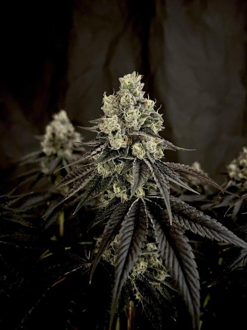 Flavor & Power: A Controlled Grow. Week 13